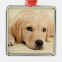Crie sua própria foto personalizada de animal de e