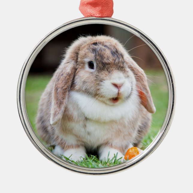 Ornamento De Metal Cute Holland Lop Dwarf Coelho (Frente)