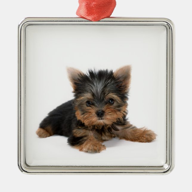Ornamento De Metal Cute Yorkshire Terrier Puppy (Frente)