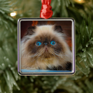 Ornamento De Metal Cutest Baby Animals Himalayan Cat