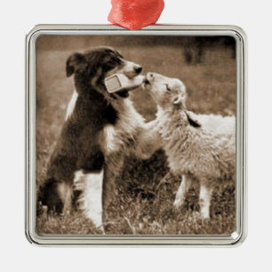 Ornamento De Metal De "ornamento do Collie do ~Border border collie e