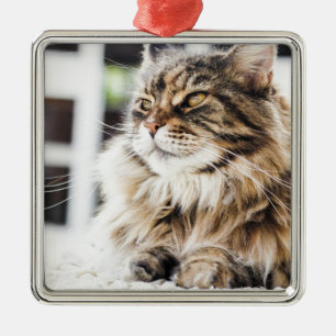 Ornamento De Metal Design Siberian do gato persa do gato malhado