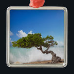 Ornamento De Metal Divi Divi Tree, Eagle Beach, Aruba, Caribe<br><div class="desc">COPYRIGHT Paul Thompson / DanitaDelimont.com| CA04 PTH0005.jpg| Divi Divi Tree,  Eagle Beach,  Aruba,  Caribe</div>