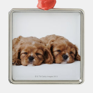 Ornamento De Metal Dois filhotes de cachorro descuidados do Spaniel