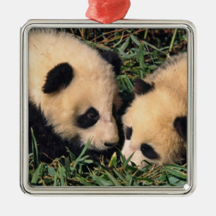 Ornamento De Metal Dois filhotes de panda no arbusto de bambu, Wolong