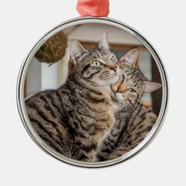 Ornamento De Metal Dois gatos se abraçando (Frente)