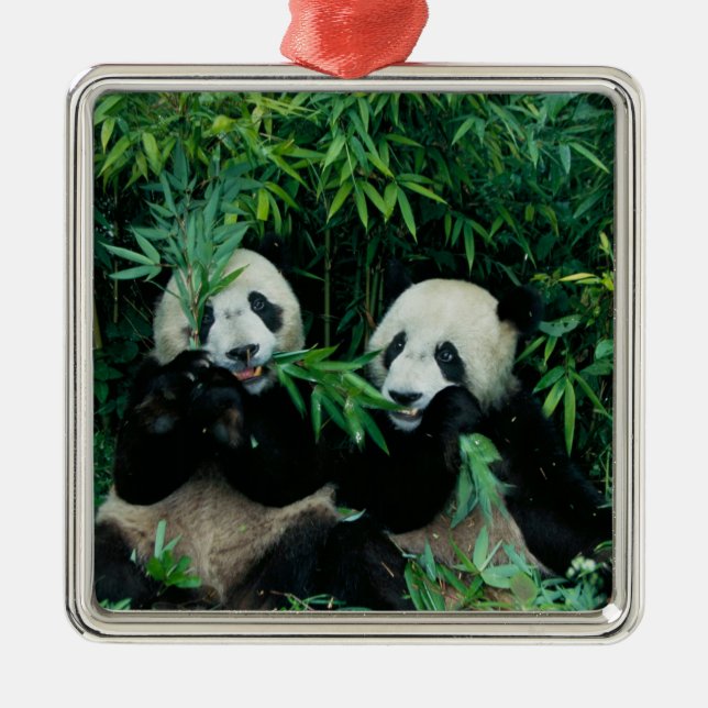 Ornamento De Metal Dois pandas comendo bambu juntos, Wolong (Frente)