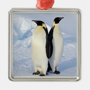 Ornamento De Metal Dois pinguins de imperador na Antártica
