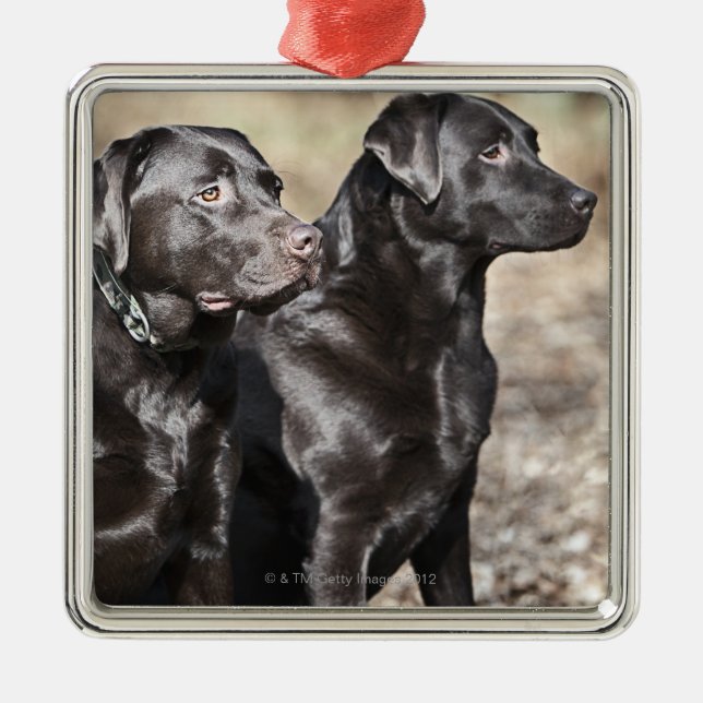Ornamento De Metal Dois retrievers de Labrador pretos (Frente)