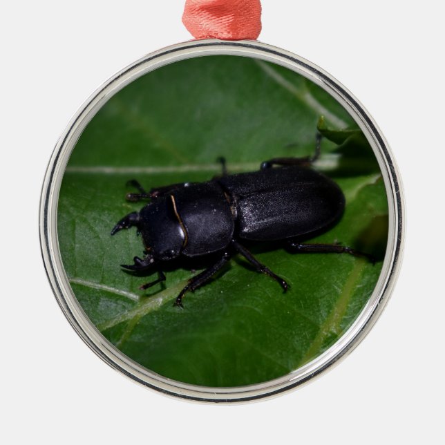 Ornamento De Metal Dorcus parallelipipedus , o besouro-veado menor (Frente)
