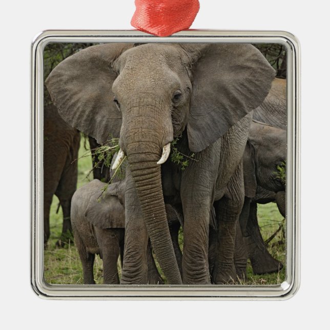Ornamento De Metal Elefante Africano | Manada (Frente)