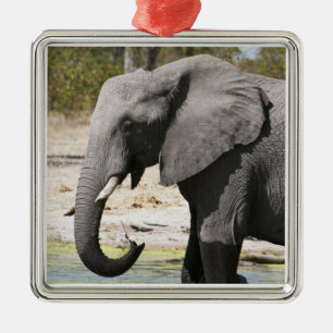 Ornamento De Metal Elefante (Loxodonta africana), Canal Savute