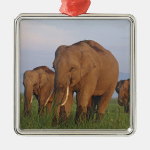 Ornamento De Metal Elefantes Indianos na Grassland