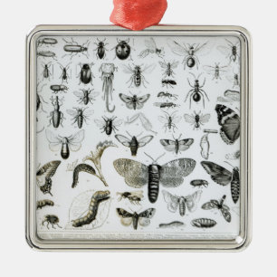 Ornamento De Metal Entomologia