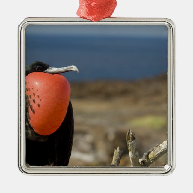 Ornamento De Metal Equador, Galápagos, Ilha de Genovesa. Príncipe (Frente)