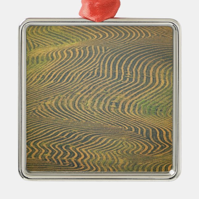 Ornamento De Metal Ervilhas de lentil que se preparavam e aguardavam  (Frente)