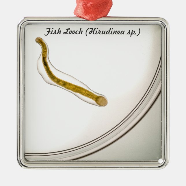 Ornamento De Metal Espécie: Leech dos peixes (Frente)