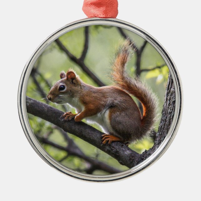 Ornamento De Metal Esquilo vermelho (Frente)
