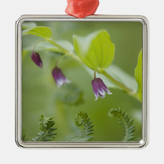 Ornamento De Metal EUA, Alasca, Parque Nacional da Baía de Glacier. (Frente)