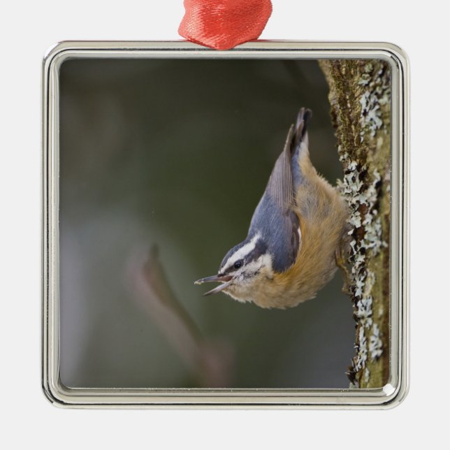Ornamento De Metal EUA, Estado de Washington, Red-Brested Nuthatch, (Frente)