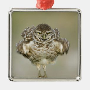 Ornamento De Metal EUA, Florida, coral do cabo, Fim-acima de