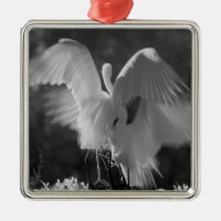 EUA, Flórida, Garça-branca-grande (Ardea alba) inf