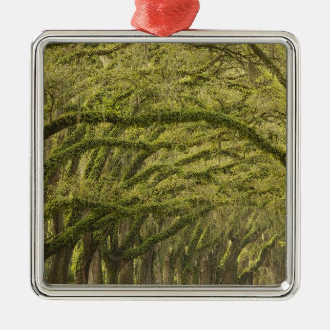 Ornamento De Metal EUA; Geórgia; Savannah. Árvores de carvalho com (Frente)