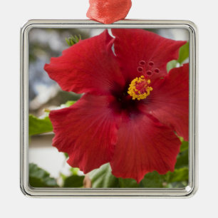Ornamento De Metal EUA, Havaí, Oahu. O Hibisco é o