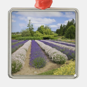 Ornamento De Metal EUA, WA, Sequim, Purple Haze Lavender Farm