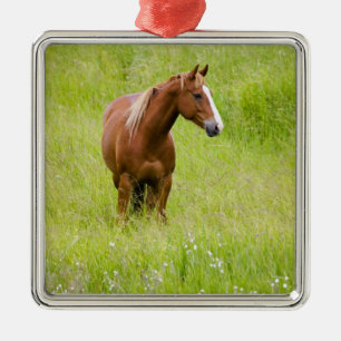 Ornamento De Metal EUA, Washington, Cavalo em Campo de Primavera,