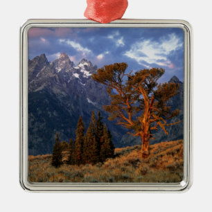 Ornamento De Metal EUA, Wyoming, Grand Teton NP. Um cedro solitário