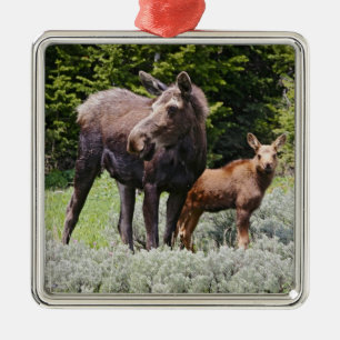 Ornamento De Metal EUA, Wyoming, Montanhas Bighorn, alce Alces