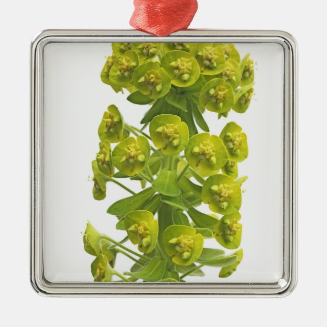 Ornamento De Metal Eufórbio (Frente)
