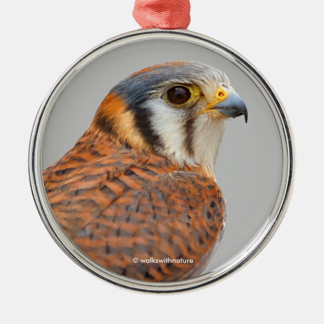 Ornamento De Metal Falcão Americano Kestrel Sparrowhawwawk espantoso (Frente)
