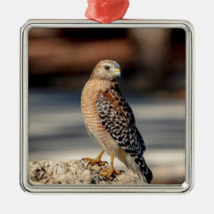 Ornamento De Metal Falcão-de-ombro-vermelho sobre uma rocha