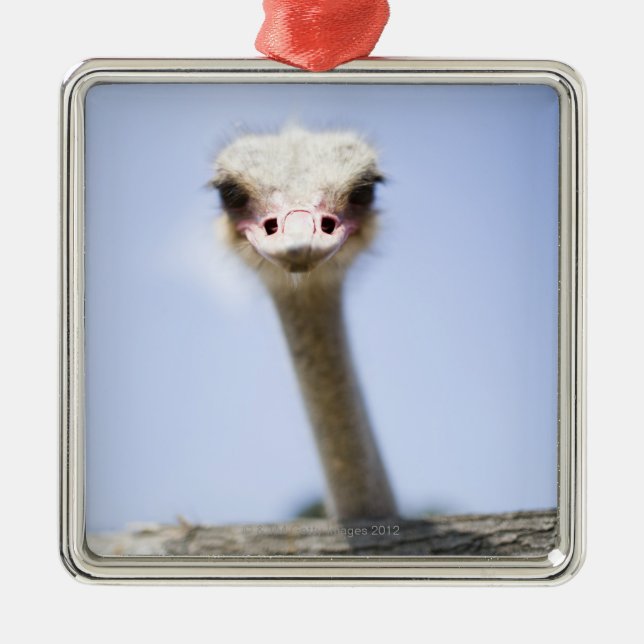 Ornamento De Metal Feche acima da cabeça da avestruz (Frente)