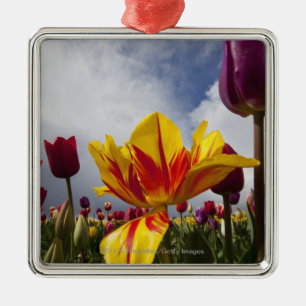 Ornamento De Metal Feche acima das tulipas de florescência coloridas