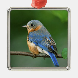 Ornamento De Metal Female Eastern Bluebird, Sialia sialis