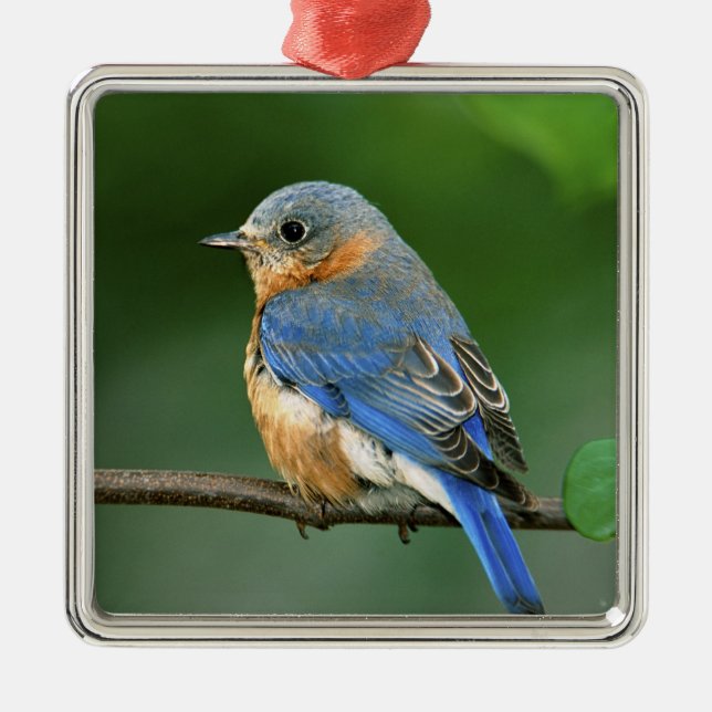 Ornamento De Metal Female Eastern Bluebird, Sialia sialis (Frente)