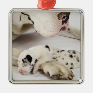 Ornamento De Metal Filhote de cachorro de great dane do Harlequin que