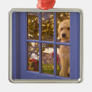 Ornamento De Metal Filhote de cachorro dourado do Doodle que olha