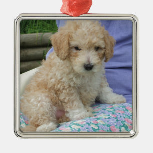 Ornamento De Metal Filhote de cachorro lindo do cavapoo que olha sua