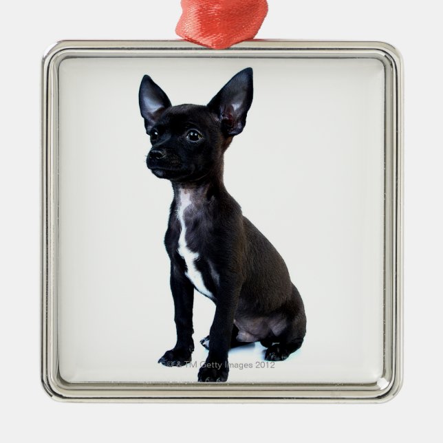 Ornamento De Metal Filhote de cachorro preto da chihuahua (Frente)