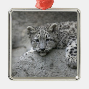 Ornamento De Metal Filhote de leopardo-da-neve de 4 meses apoiado sob