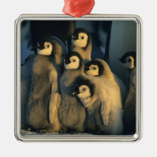 Ornamento De Metal Filhotes de pinguim-imperador em creche, Aptenodyt