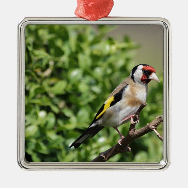Ornamento De Metal FInch (Frente)