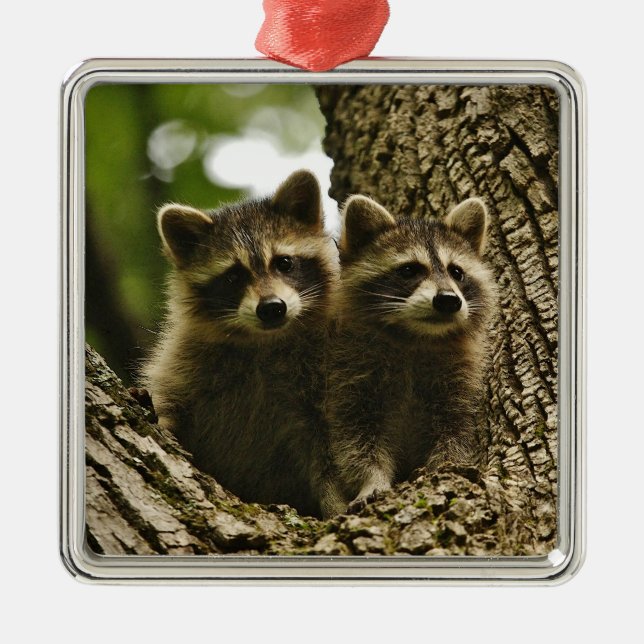 Ornamento De Metal Foto de Wild Baby Raccoons (Frente)