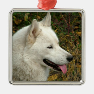Ornamento De Metal Fotografia do cão do Malamute do Alasca