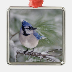 Ornamento De Metal Gaio-azul, Cyanocitta cristata