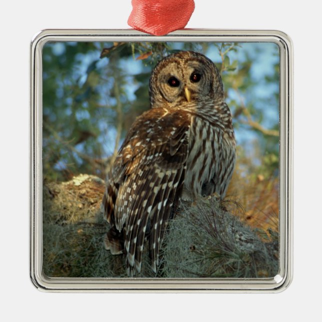 Ornamento De Metal Galeria Barred Owl em alguns Moss espanhóis (Frente)
